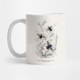 Bees Antique Naturalist Illustration Mug